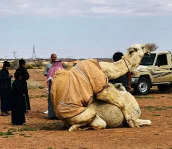 Camel encounter in the central Arabian desert